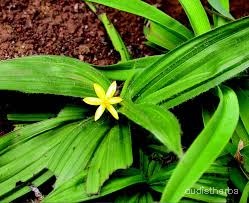 Curculigo orchioides flower4.jpg